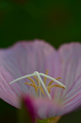 ヒルサキツキミソウ