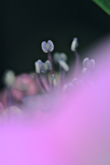 紫陽花