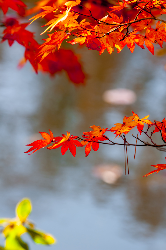 水辺の紅葉