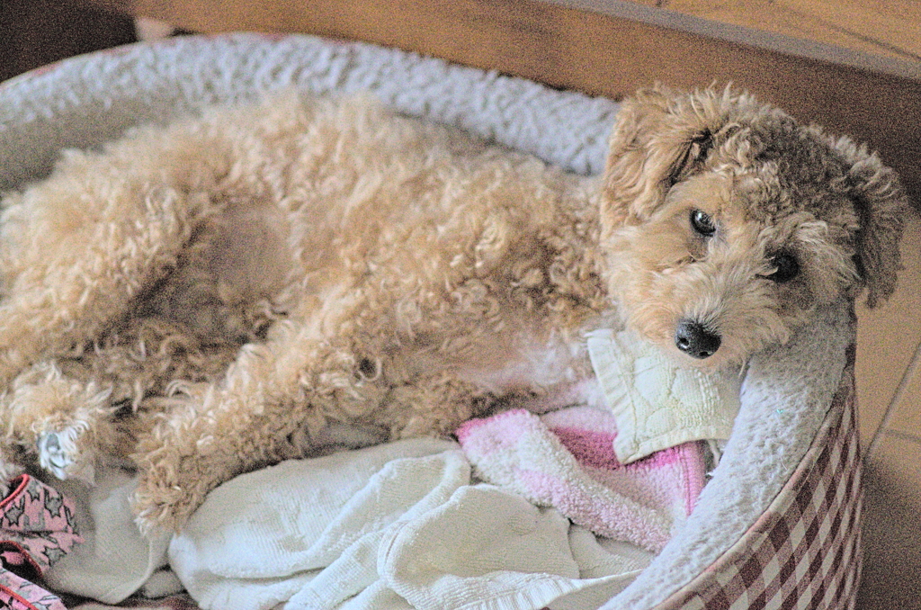 my pretty dog Ⅱ # 177