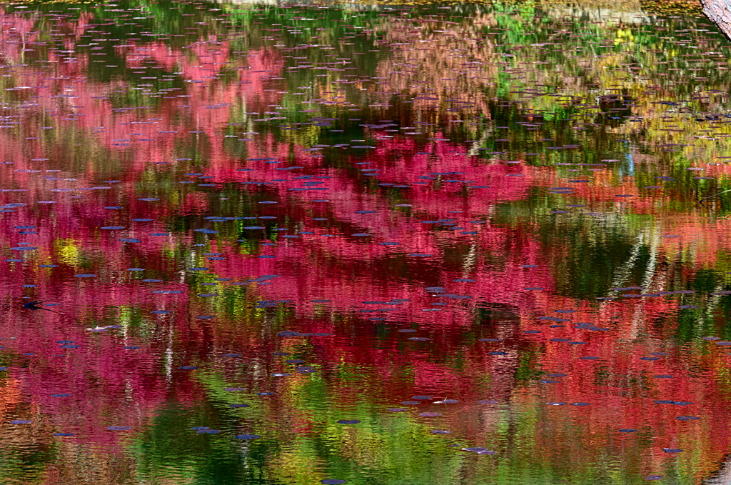 水面の紅葉