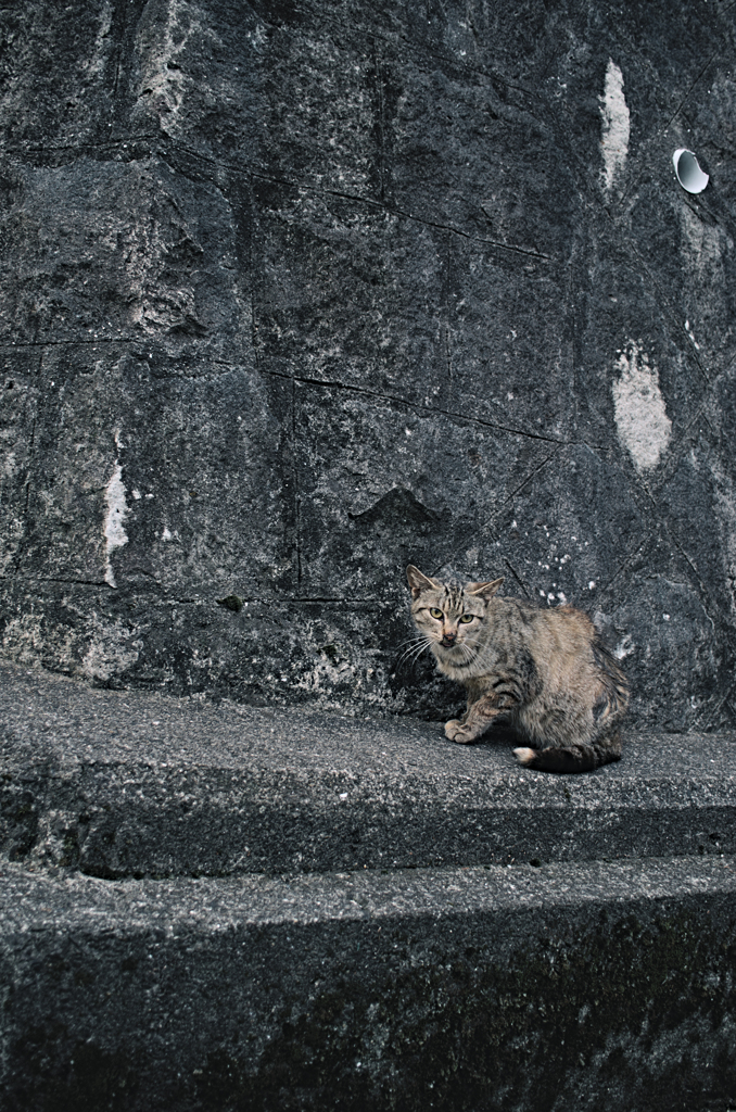 吾輩は猫である、ニャー # 1100