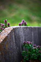 ヒメオドリコソウ