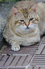 吾輩は猫である、ニャー # 361