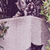 吾輩は猫である、ニャー # 1093