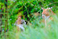 吾輩は猫である、ニャー # 332