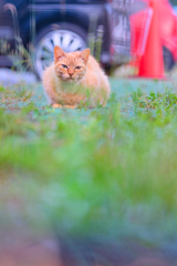 吾輩は猫である、ニャー # 346