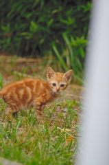 吾輩は猫である、ニャー # 766