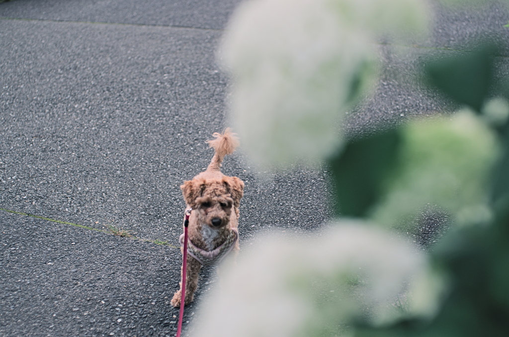 my pretty dog Ⅱ # 335