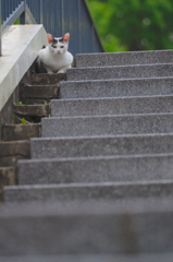 吾輩は猫である、ニャー # 757