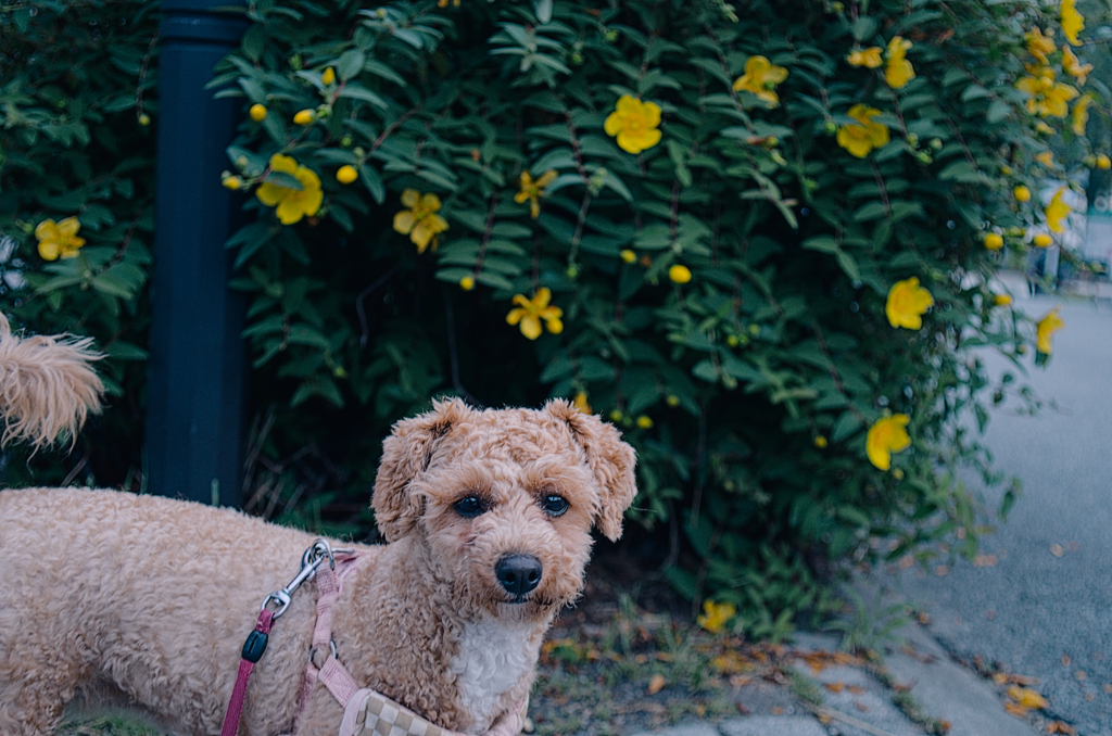 my pretty dog Ⅱ # 330