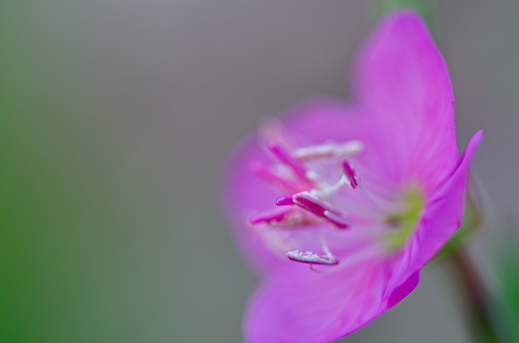 アカバナユウゲショウ
