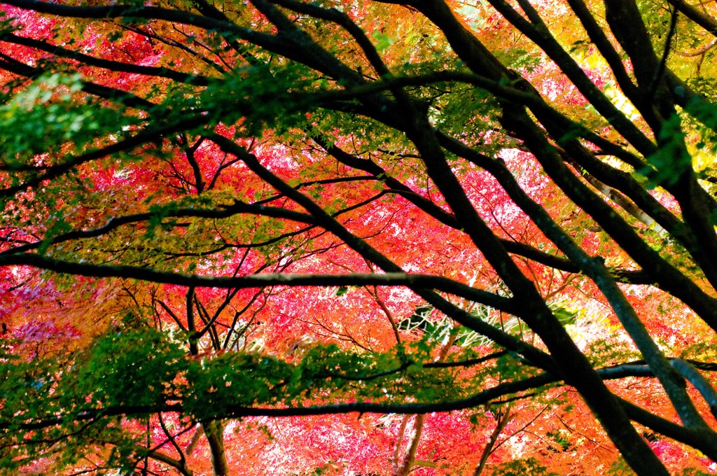 紅葉’１２　⑨