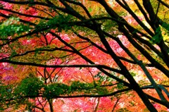紅葉’１２　⑨