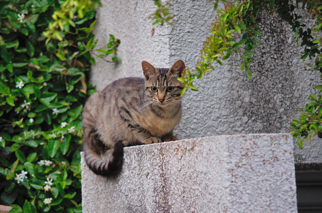 吾輩は猫である、ニャー # 724