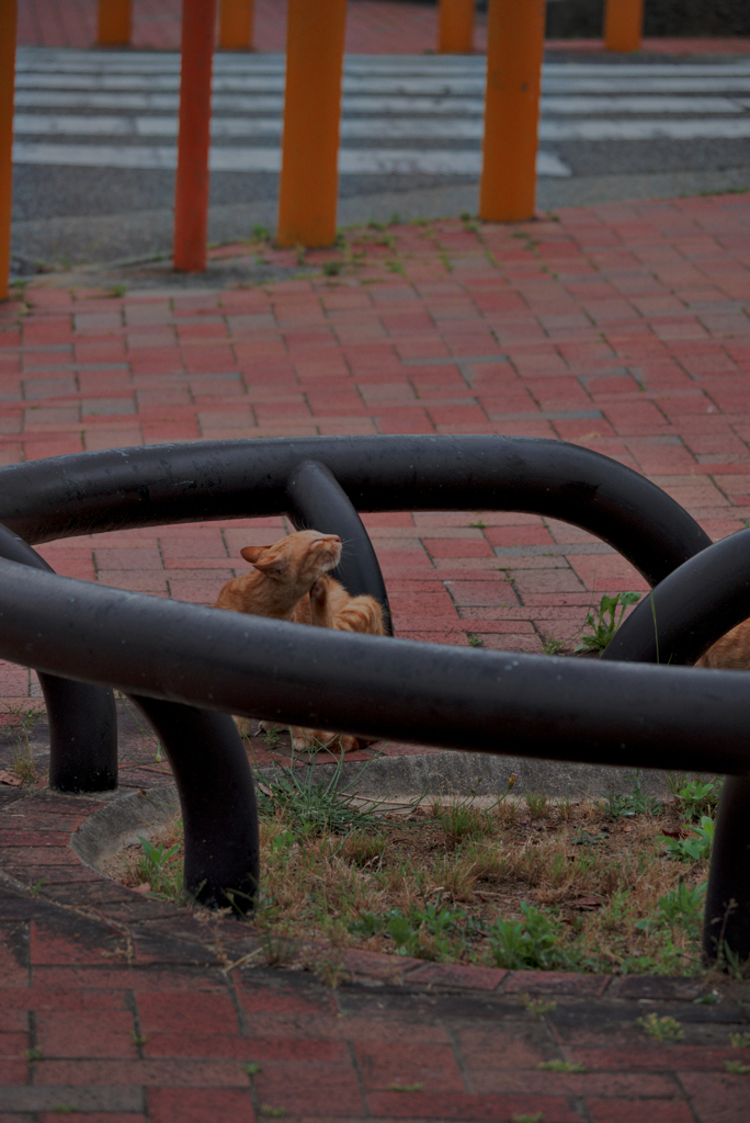 吾輩は猫である、ニャー # 1035