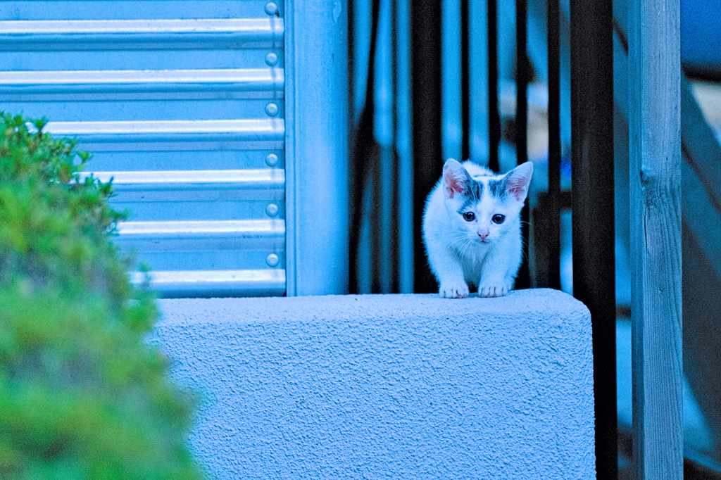 吾輩は猫である、ニャー # 589