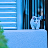 吾輩は猫である、ニャー # 589