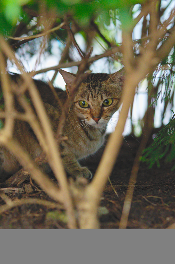 吾輩は猫である、ニャー # 421