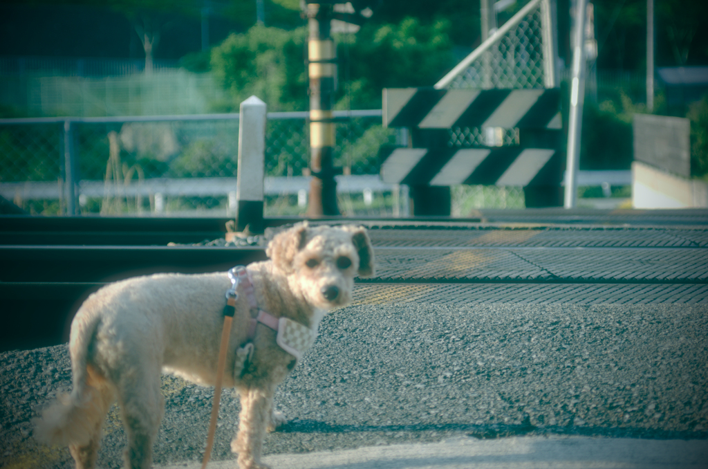 my pretty dog Ⅱ # 315