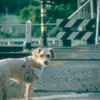 my pretty dog Ⅱ # 315