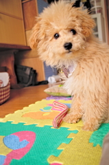 my pretty dog Ⅱ # 9