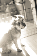 my pretty dog # 101