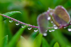 雨粒