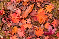 地上の紅葉