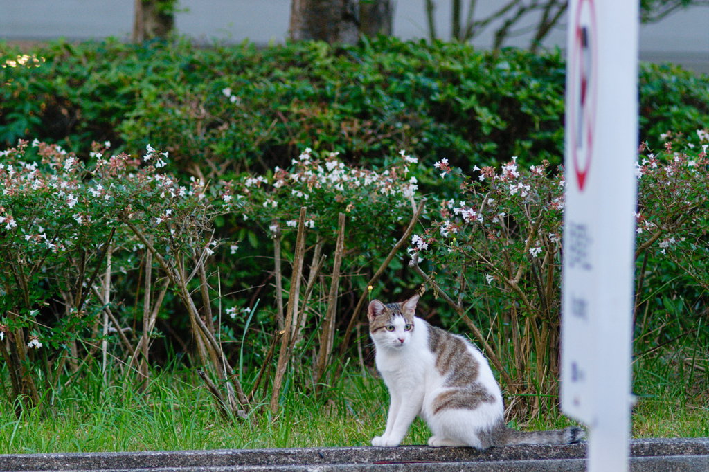 吾輩は猫である、ニャー # 461