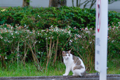 吾輩は猫である、ニャー # 461