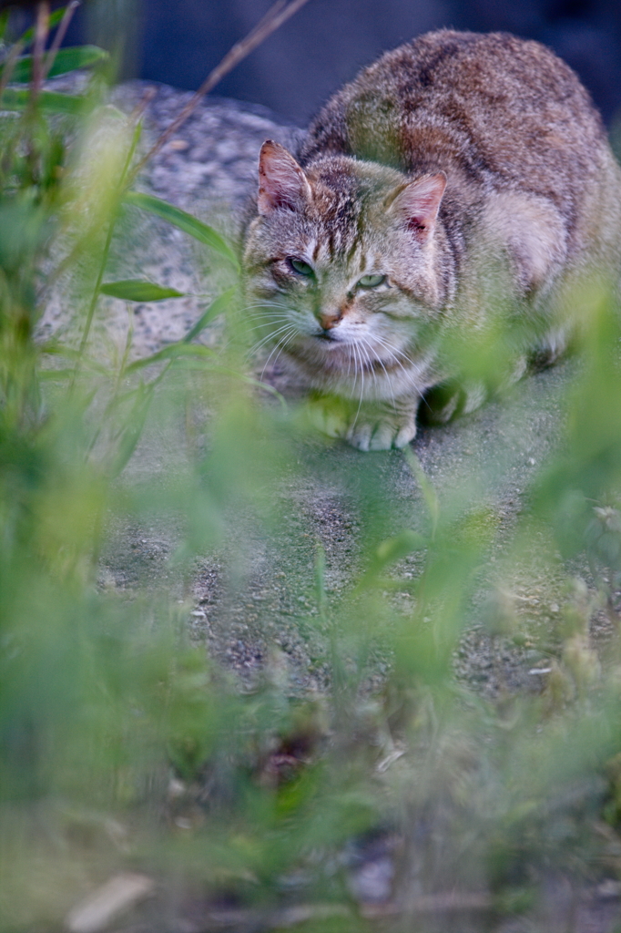 吾輩は猫である、ニャー # 130