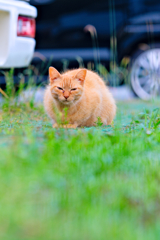 吾輩は猫である、ニャー # 347