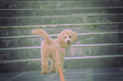 my pretty dog Ⅱ # 104