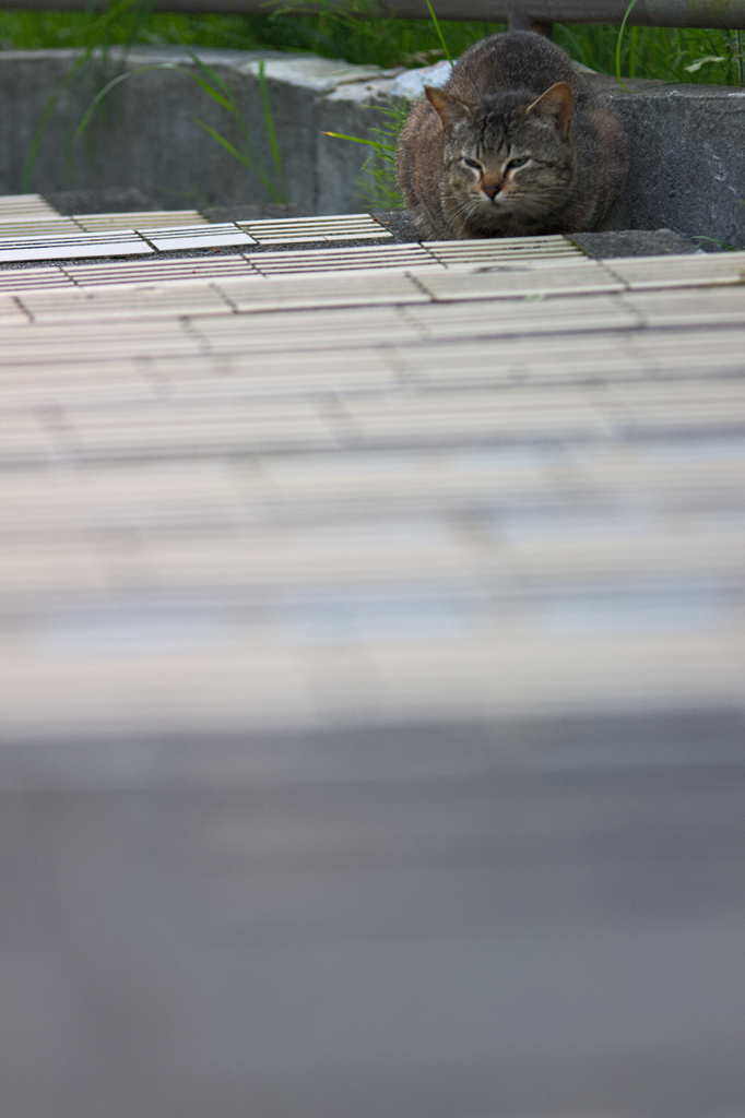 吾輩は猫である、ニャー # 103