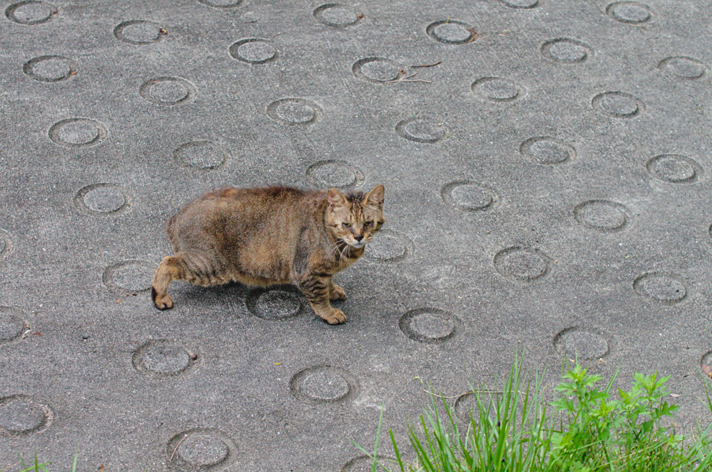 吾輩は猫である、ニャー # 395