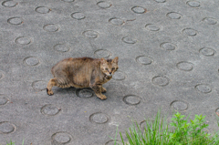 吾輩は猫である、ニャー # 395