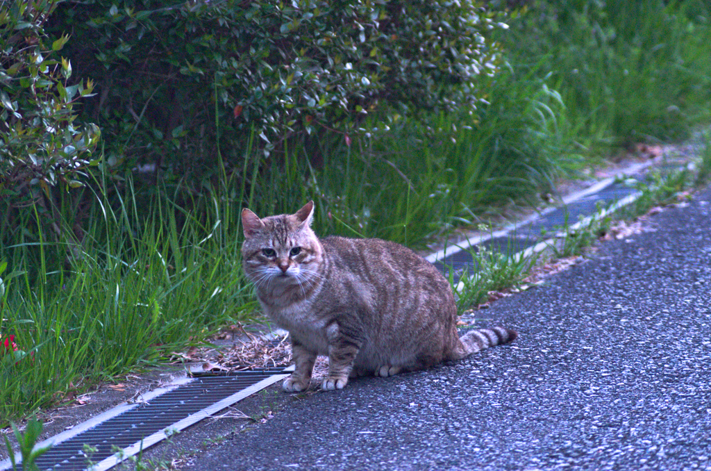 吾輩は猫である、ニャー # 87
