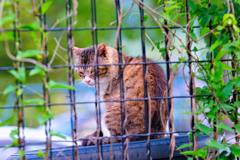 吾輩は猫である、ニャー # 344