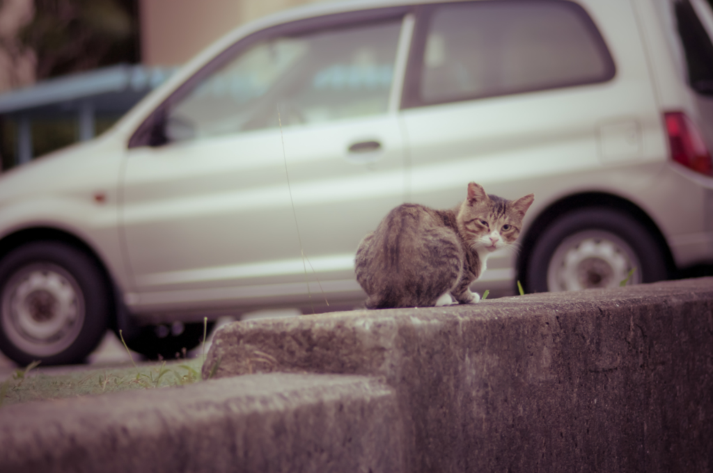 吾輩は猫である、ニャー # 42