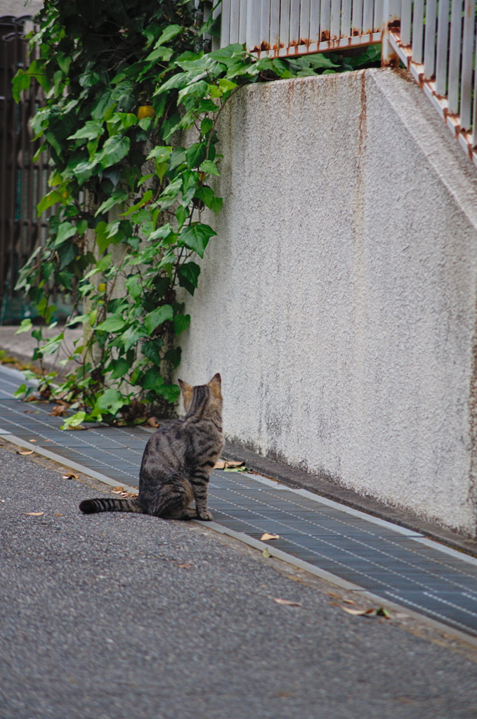 吾輩は猫である、ニャー # 722