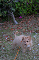 my pretty dog Ⅱ # 271