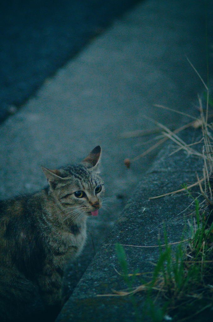 吾輩は猫である、ニャー # 1176