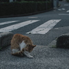 吾輩は猫である、ニャー # 1066