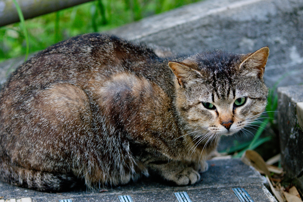 吾輩は猫である、ニャー # 106