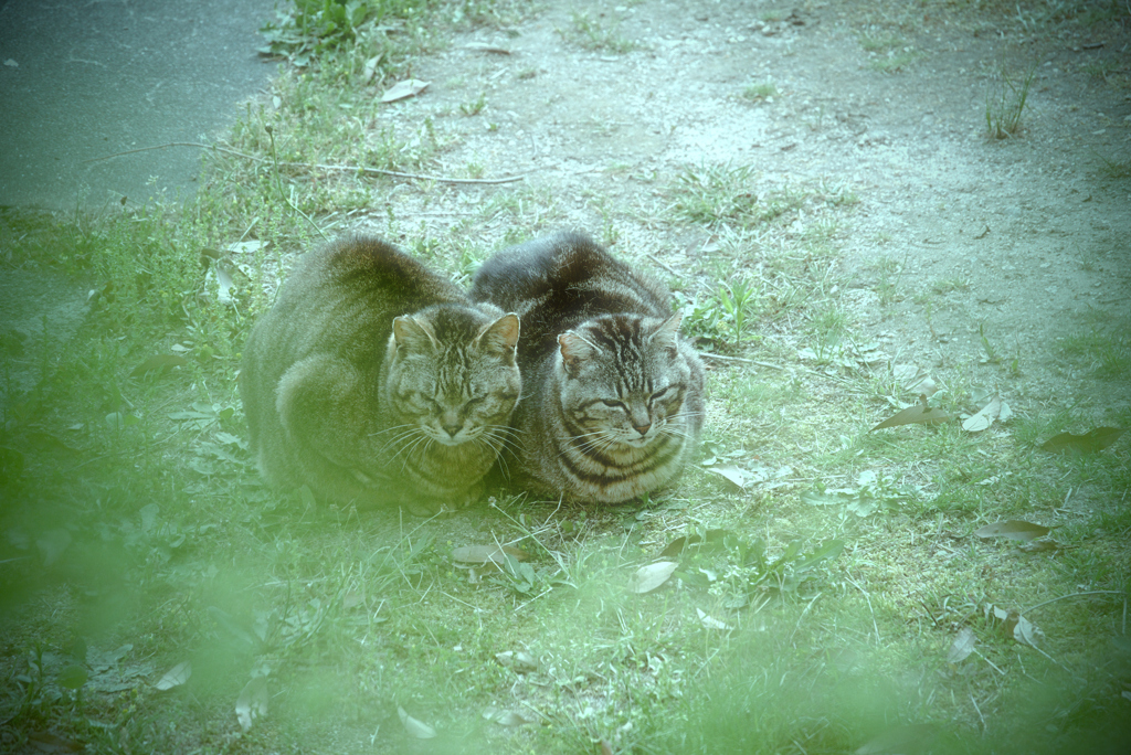 吾輩は猫である、ニャー # 954