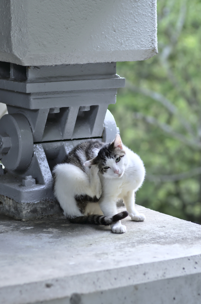 吾輩は猫である、ニャー # 209