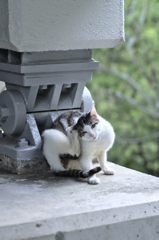 吾輩は猫である、ニャー # 209