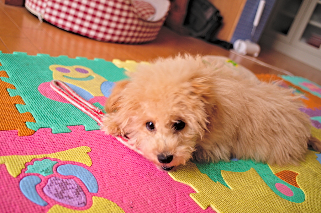 my pretty dog Ⅱ # 12