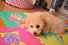 my pretty dog Ⅱ # 12